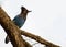 Steller\'s Jay (Cyanocitta stelleri) - Vibrant Blue Jay Perched on a Branch