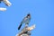 Steller& x27;s jay & x28;Cyanocitta stelleri& x29; Yellowstone National Park  USA