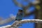 Steller& x27;s jay & x28;Cyanocitta stelleri& x29; Yellowstone National Park  USA