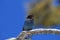 Steller& x27;s jay & x28;Cyanocitta stelleri& x29; Yellowstone National Park  USA