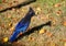 Steller`s Jay feeding in grass field, CanadA