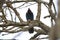 Steller\\\'s Jay feeding in woods