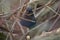 Steller\\\'s Jay feeding in woods