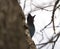 Steller\\\'s Jay feeding in woods