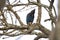 Steller\\\'s Jay feeding in woods