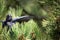 A Steller`s Jay Fledgling displaying his hunger