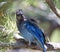 An Steller`s Jay fledgling perched on a branch