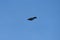 Steller`s Jay flying in the sky