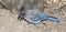 A Steller\'s Jay Gathering Food from the Ground