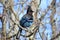 Steller\'s Jay Hiding in a Bare Tree, Canada