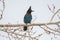 Steller`s Jay perched on an aspen - Frisco - Colorado