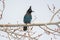 Steller`s Jay perched on an aspen - Frisco - Colorado