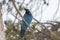 Steller`s Jay perched on an aspen - Frisco - Colorado