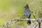Steller`s Jay perched on branch
