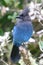 Steller\'s jay perched in a dead tree