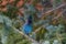 Steller`s Jay perched on a pine tree - Frisco - Colorado