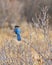 Steller`s Jay sits on twig in Yosemite National Park California