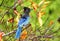 Steller`s Jay standing in a tree in the fall/ winter