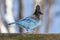 Steller`s Jay stands on a man made fence in winter light