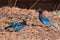 Steller`s Jays feeding on the ground - Frisco - Colorado