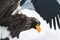 Steller\'s Sea Eagle