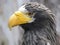 Steller\'s sea eagle on blurred background vector