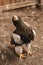 Steller`s sea eagle chick in the aviary. The program for the conservation and restoration of birds of prey in nature. Center for