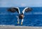 Steller`s sea eagle in flight on background of the blue sea. Japan. Hokkaido.