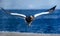Steller`s sea eagle in flight on background of the blue sea. Japan. Hokkaido.