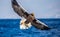 Steller`s sea eagle in flight on a background of the sea with prey in its paws. Japan. Hokkaido.