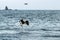 Steller`s sea eagle  in flight, eagle with a fish which has been just plucked from the water in Hokkaido, Japan, eagle with a fis