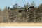 Steller`s sea eagle in flight, Hokkaido, Japan, majestic sea raptors with big claws and beaks, wildlife scene from nature,birding