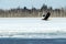 Steller`s sea eagle in flight, Hokkaido, Japan, majestic sea raptors with big claws and beaks, wildlife scene from nature,birding