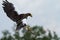 Steller`s sea eagle flying