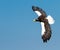 Steller`s sea eagle flying