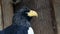 Steller`s sea eagle - Haliaeetus pelagicus