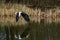 Steller\\\'s Sea Eagle - Haliaeetus pelagicus, beautiful iconic large eagle