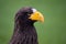 Steller\\\'s Sea Eagle - Haliaeetus pelagicus, beautiful iconic large eagle