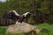 Steller\\\'s Sea Eagle - Haliaeetus pelagicus, beautiful iconic large eagle