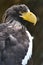 Steller`s sea eagle Haliaeetus pelagicus, big bird of prey sitting on a branch, looking for some food, massive yellow beak.