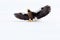 Steller`s sea eagle, Haliaeetus pelagicus, flying bird of prey, with blue sea water, Hokkaido, Japan. Wildlife action behaviour s