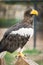 Steller`s sea eagle Haliaeetus pelagicus inside its cage resting