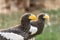 Steller`s sea eagle Haliaeetus pelagicus inside its cage resting