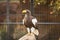 Steller`s sea eagle Haliaeetus pelagicus inside its cage resting