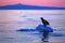 Steller`s sea eagle, Haliaeetus pelagicus, morning sunrise, Hokkaido, Japan. Eagle floating in sea on ice. Wildlife behaviour sce