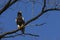 Steller`s sea eagle Haliaeetus pelagicus sitting on a tree branch