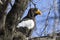 Steller`s sea eagle Haliaeetus pelagicus sitting on a tree branch