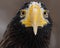 Steller's sea eagle (Haliaeetus pelagicus). Wildlife animal