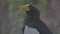 Steller\'s sea eagle (Haliaeetus pelagicus). Wildlife animal. detail portrait of rare bird. Close-up portrait