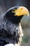 StellerÂ´s sea-eagle - head